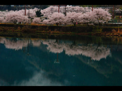 水面に映る桜並木
