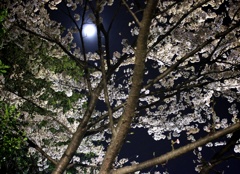 夜桜　2