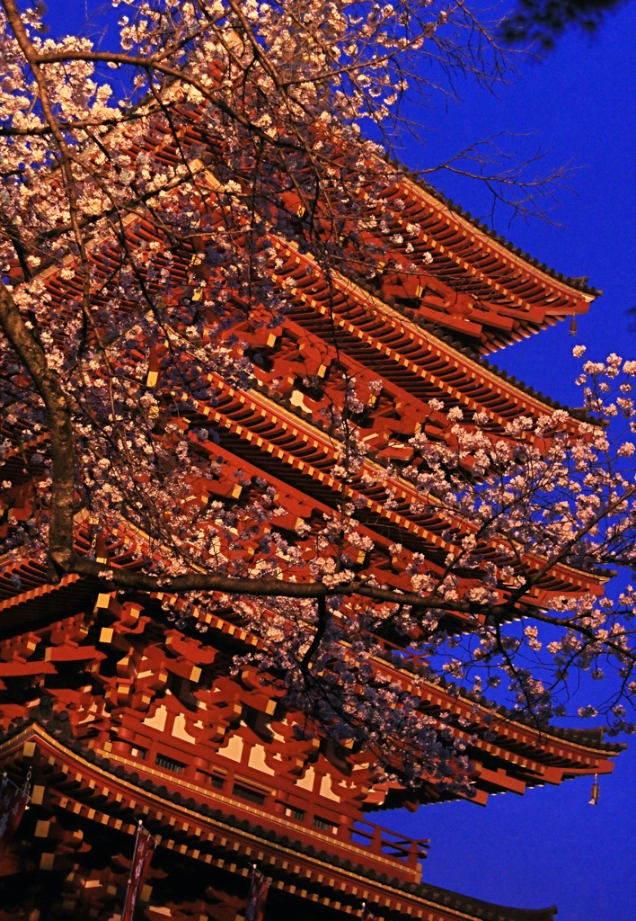 夜桜