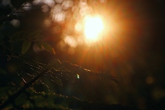 夕陽が眩しい