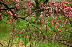 枝垂れ桃の花