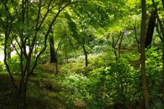 高幡不動あじさいまつり