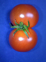 仲良し(上から読んでもトマト、下から読んでもトマト)