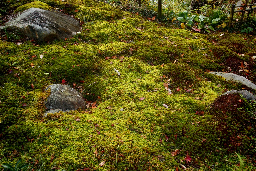 苔の愁い