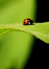 てんとう虫の昼寝