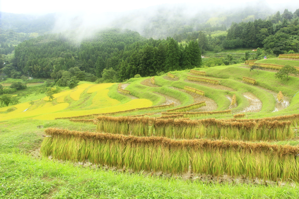 雨の千枚田