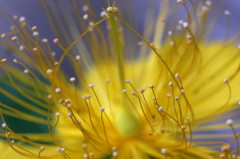 パラボラアンテナ(ビョウヤナギの花)