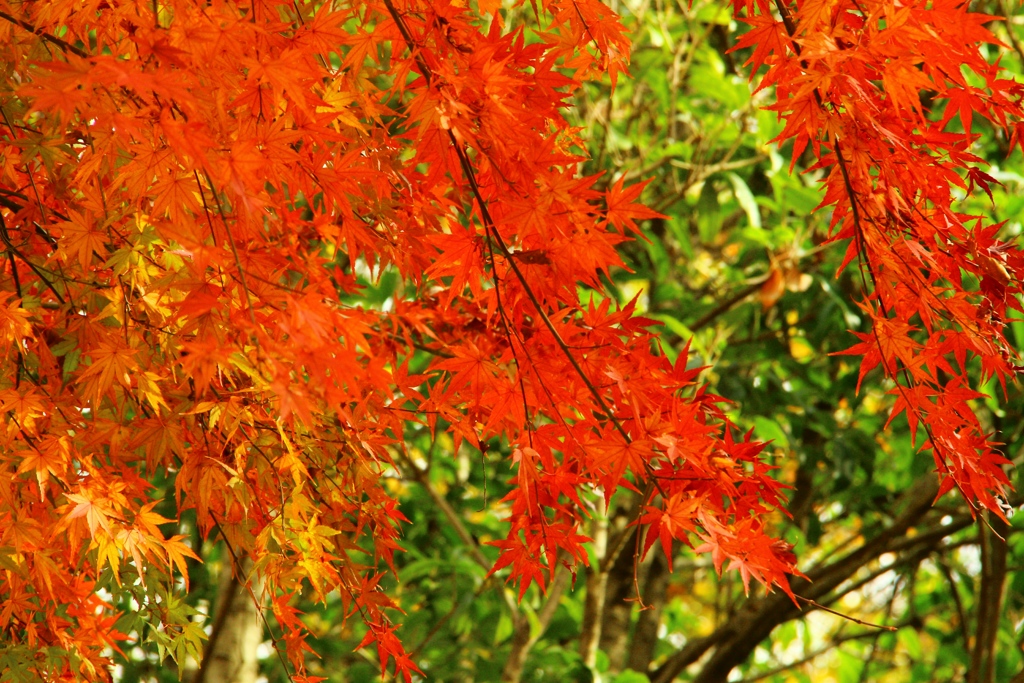 紅葉の流れ