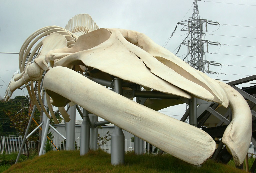 シロナガスクジラの全身骨格(26m)レプリカ