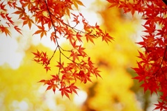 紅の簾