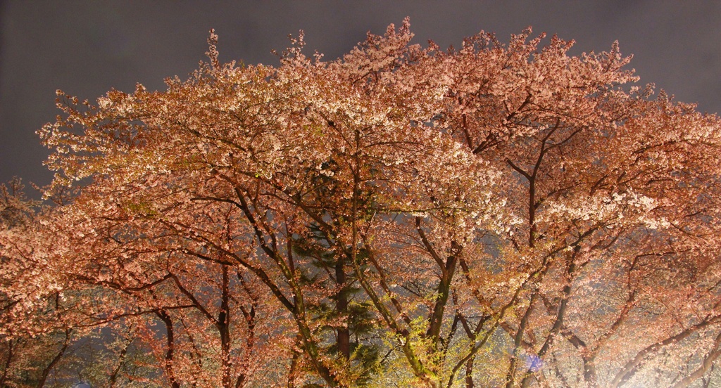今年、最後の夜桜