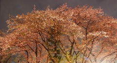 今年、最後の夜桜