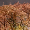 今年、最後の夜桜