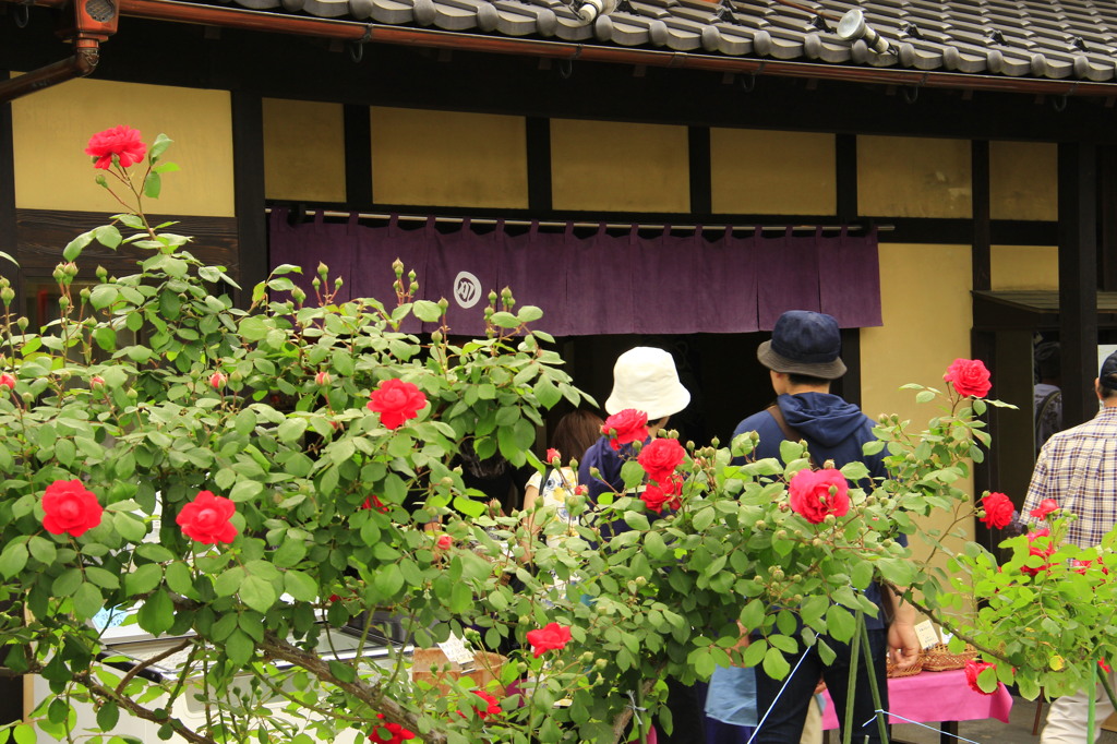 菓子屋横丁のバラ