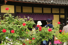 菓子屋横丁のバラ