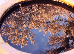 円の窓の中の桜