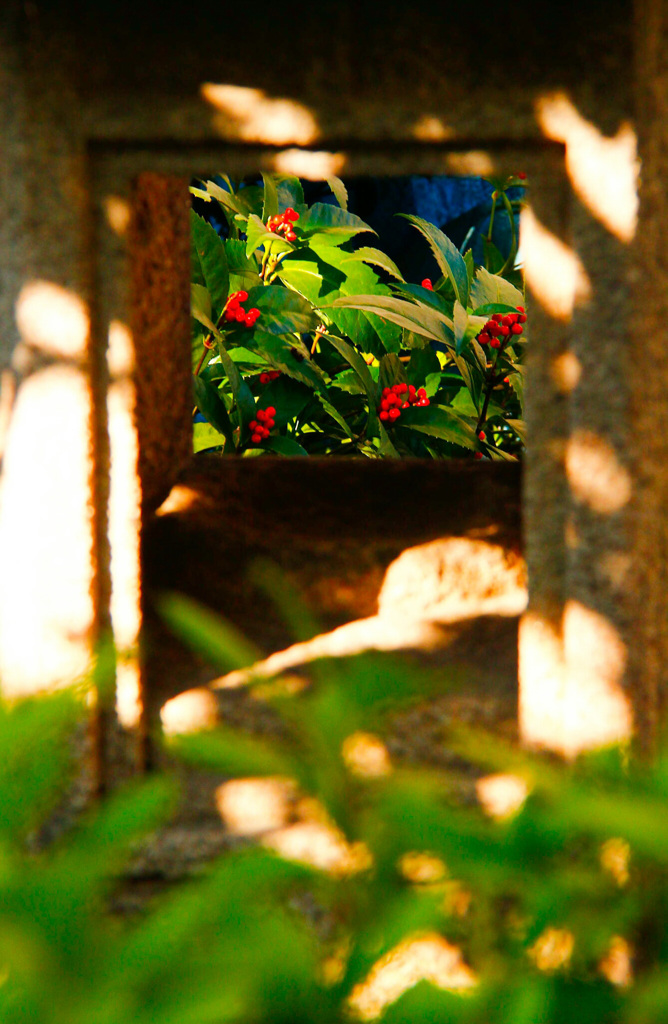 火口より覗く千両