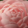 花園
