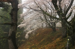 霧の中の桜見
