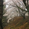 霧の中の桜見