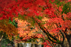 紅葉三様　2