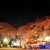 桜の宴