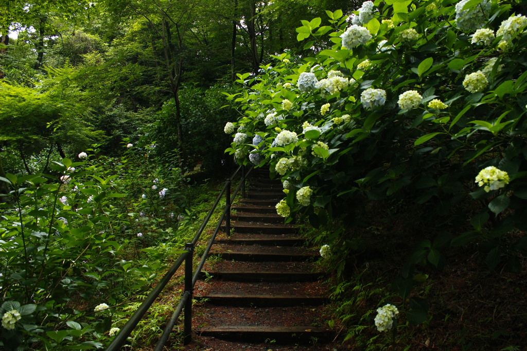 紫陽花の道