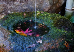 苔むした蹲居に落ち葉