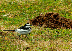 さ一僕も餌をさがさなくっちゃ。