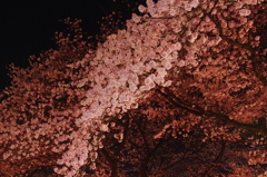 _夜桜観賞会