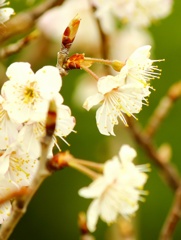 寒桜でしょうか？