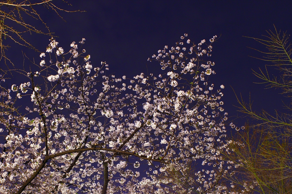 都会の桜