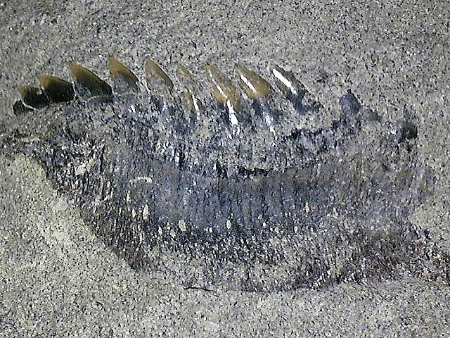 カグラザメ(ヘキサンカス)の歯の化石