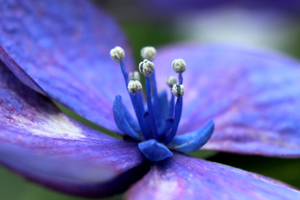 アジサイの花