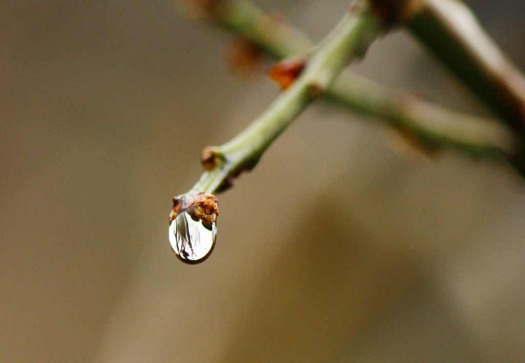 しずくの中の世界