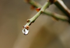 しずくの中の世界