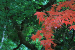 真夏の紅葉