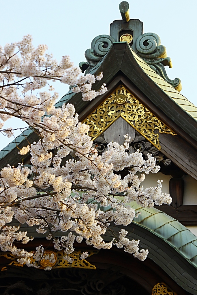 寺院の桜