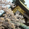 寺院の桜