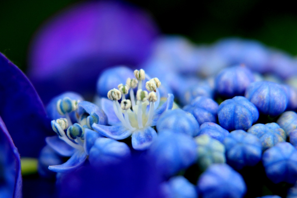 小さい紫陽花の花 By Masanobu Id 写真共有サイト Photohito
