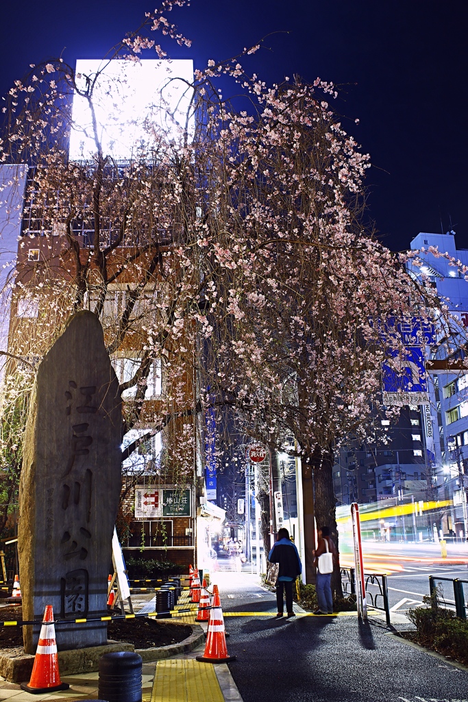 都会の桜