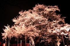 明るい夜桜