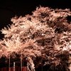明るい夜桜