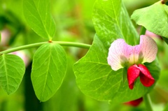 ヒコーキ豆の花