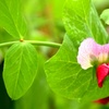 ヒコーキ豆の花