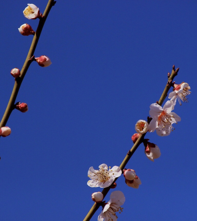 梅　花