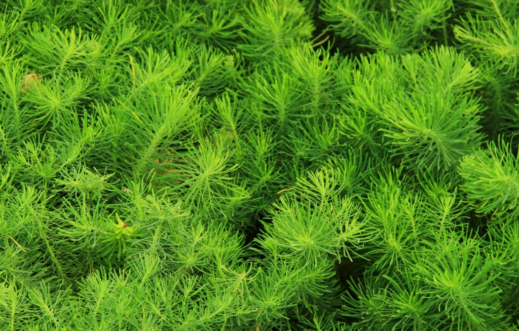 Green　２