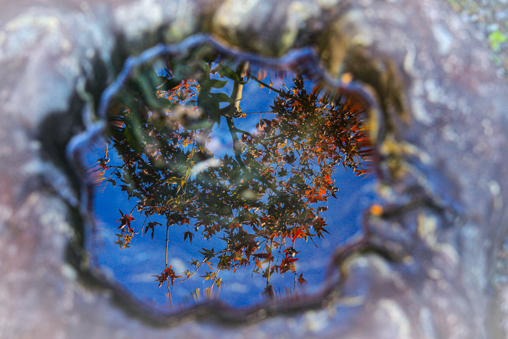 水鏡の中の紅葉