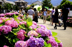 紫陽花まつりより