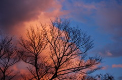夕暮れの空と木立